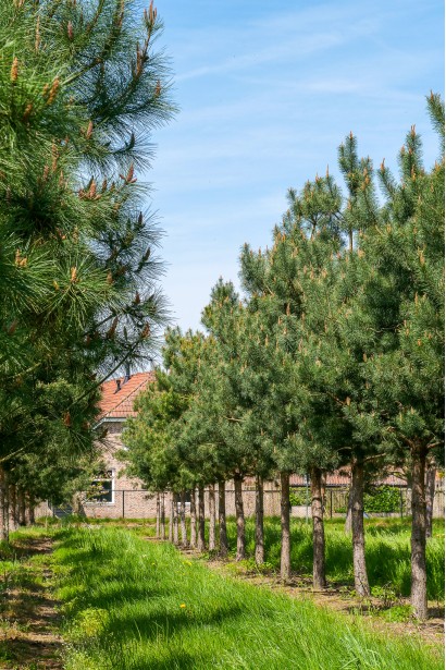 Сосна звичайна в ландшафті